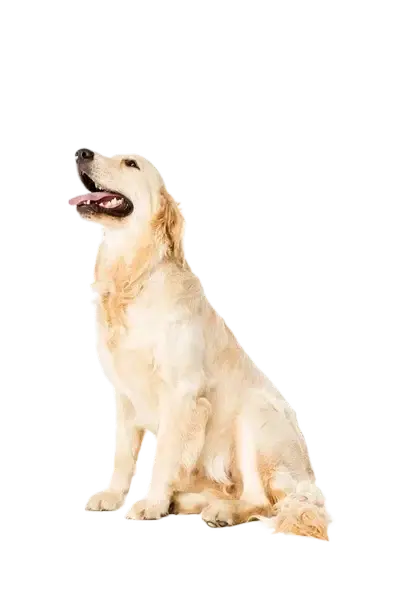 Clínica Veterinaria Happy Animals - golden-retriever